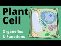 Plant Cell Structure and Functions Quiz