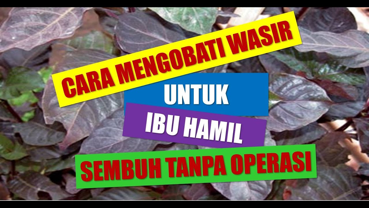 CARA MENGOBATI WASIR PADA IBU HAMIL SECARA TRADISIONAL ALAMI SEMBUH