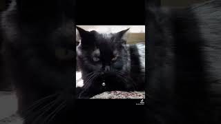 Beautiful Toñita play #blackcat #catplay #cat #cats #gato #gatos #funnycat #catlover #catvideos #fun
