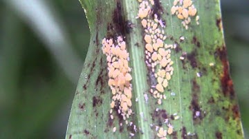5 Things to Know about the Sugarcane Aphid: Continue to Monitor Fields