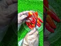 red hot chilli peppers #redchilli #chilli #foodshorts #vegan #vegetables #cuttingskills #shortsfeed