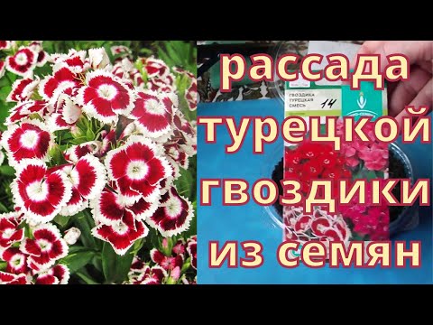 Как вырастить рассаду турецкой гвоздики