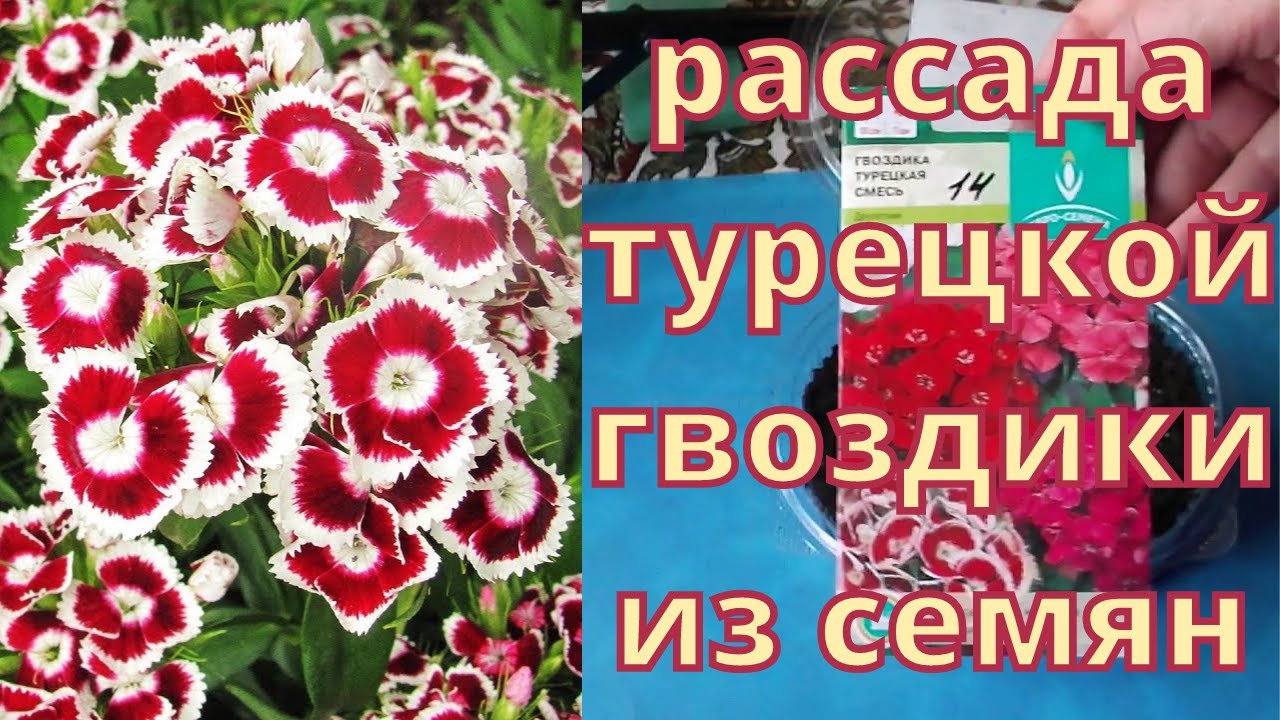 Посев гвоздики турецкой на рассаду. Рассада гвоздики турецкой. Турецкая гвоздика рассада. Сеем турецкую гвоздику на рассаду. Как сажать турецкую гвоздику рассадой.