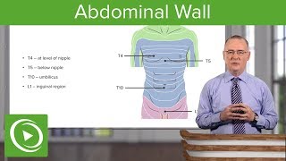 Abdominal Wall – Anatomy | Lecturio