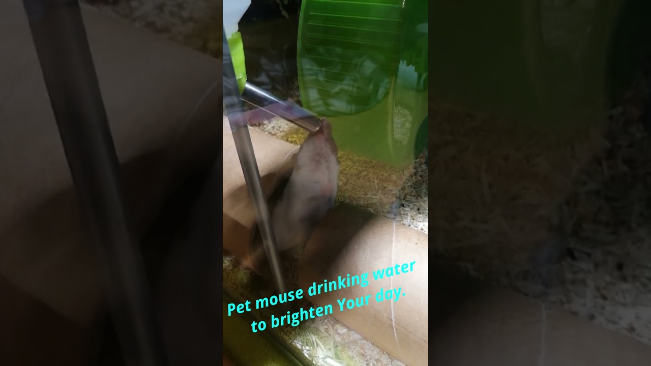 Cute pet mouse drinking water