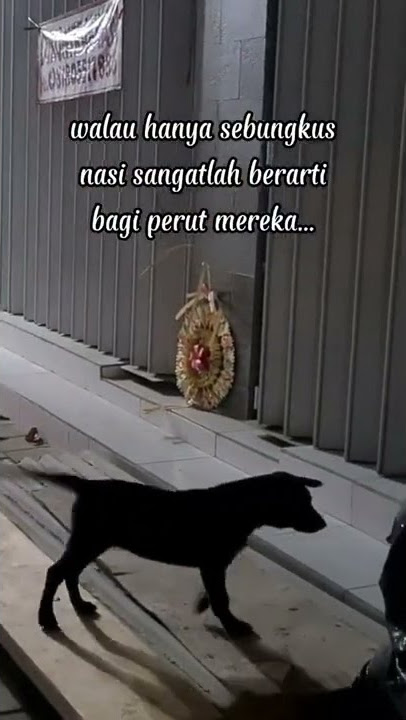 Malam2 Memberi Makan ANJING LIAR ketika HUJAN