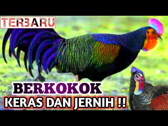 🔴 SUARA AYAM HUTAN JANTAN | JERNIH DAN KERAS | the sound of a rooster class=