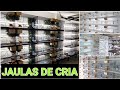 Criadero de pajaros exoticos 🦜 | Jaulas De Cria 🐣