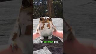 Dünyanın En Tatlı Kurbağası! Çöl Yağmur Kurbağası 🐸❤️