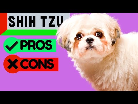 SHIH TZU PROs & CONs (Including Health Problems) - Must Watch Before Getting One