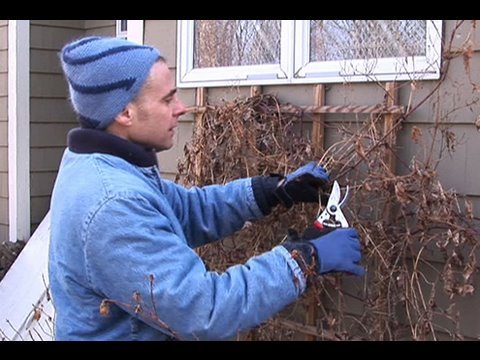 Video: Preparation Of Clematis For The Winter: How To Cover Winter-hardy And Other Varieties In The Fall? How Does Clematis Winter?