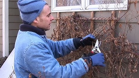 How to Prune Autumn Clematis