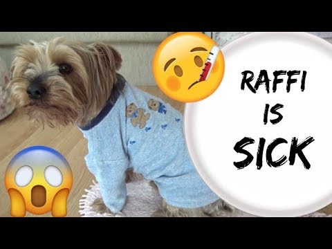 Видео: Плодове и зеленчуци за Shih Tzu