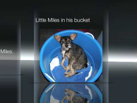 Little Miles comes home