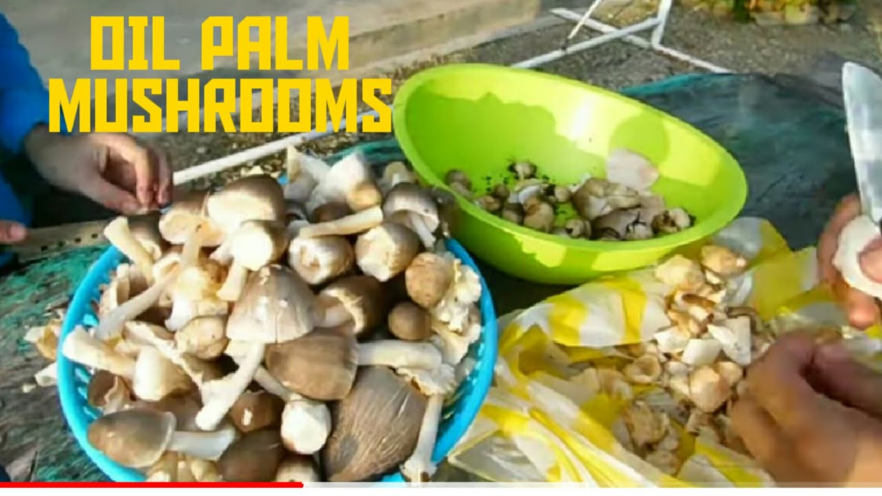 Must Try This Mushrooms Memetik dan Memasak Cendawan  