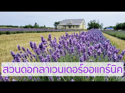 สวนลาเวนเดอร์ออร์แกนิคกับผึ้งน้อยๆที่แคนาดา  (Organic Lavender and Honeybees Farm) ||Travel. EP2