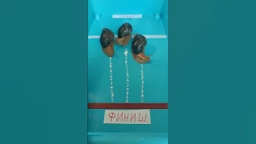 Улиточные бега. Кто первый? Спорим, не угадал!!🤝😀 #улиткишоу #snails