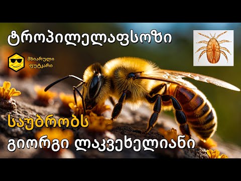 ტროპილელაფსოზი