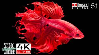 Scenic Wildlife Film With Calming Music in OLED Demo HDR 8K Ultra HD Dolby Vision™ 60fps