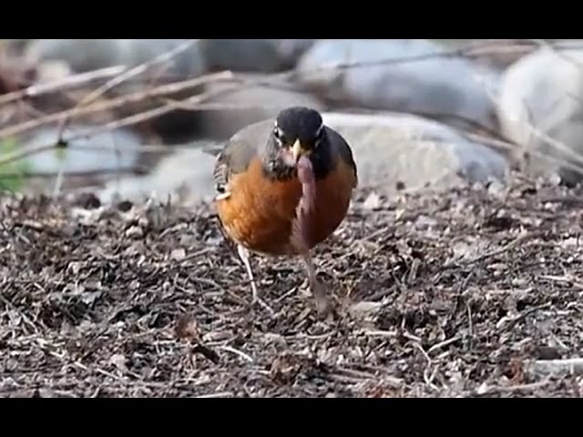 robin eating worms in dirt