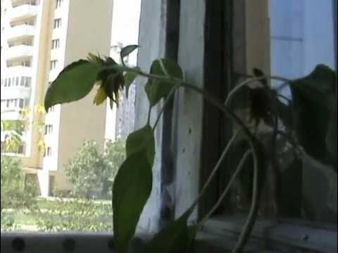 Подсолнух в горшке - YouTube