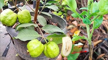 Best natural banana hormone for grafting guava tree | Grafting fruit tree