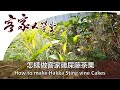 客家飲食 3 雞屎滕茶果 -  客家大學堂 Hakka Studies 102