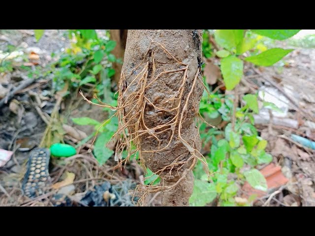 How to successfully  layer mango tree Using bananas as hormones/ Success 100% class=