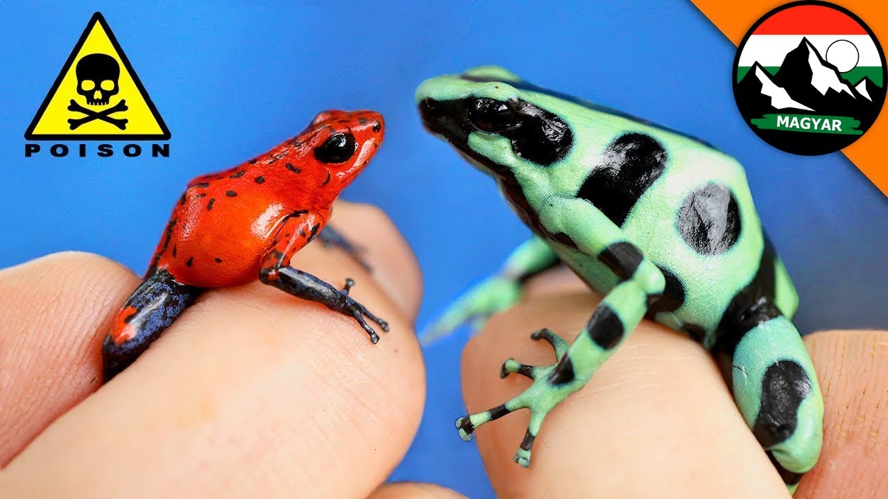 Milyen mérgező békafaj a legveszélyesebb? | Brave Wilderness Magyar | Extrém vadállat harapás