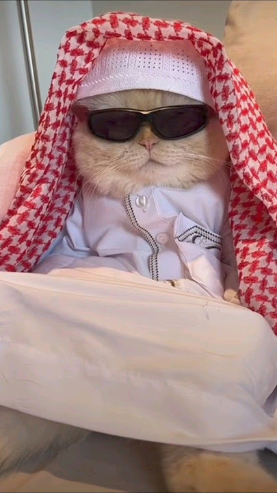 #ramadan #memes #cat