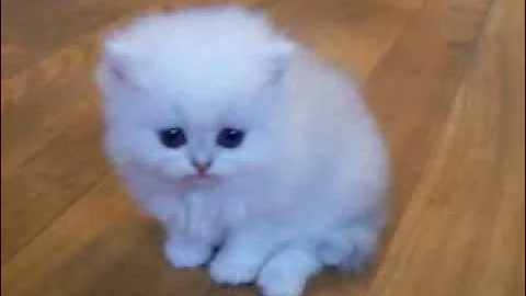 Video 11159611: chinchilla silver persian kitten, female silver persian kitten, pets