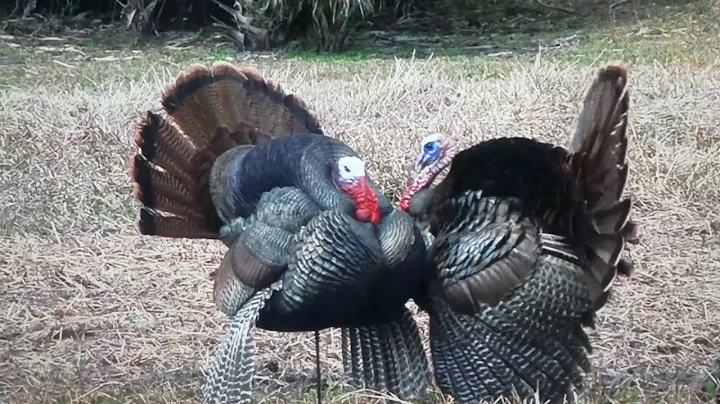 Completed Slam with Osceola Outdoors