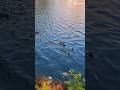 A mother duck leads her tiny ducklings#shorts #shortsfeed#nature