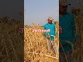 शेतकरी#शेती#shetkari #farming#shorts#farmer #marathi#dialogue#yt #shortviral#vairal#video