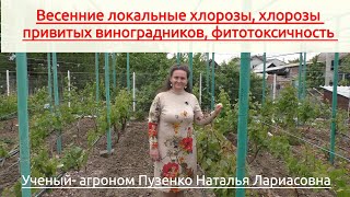 видео: Весенние локальные хлорозы винограда, хлорозы прививок, фитотоксичность (Пузенко Наталья Лариасовна) картинка: Весенние локальные хлорозы винограда, хлорозы прививок, фитотоксичность (Пузенко Наталья Лариасовна)
