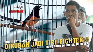 [ Murai Batu SINGO EDAN ] Jadi Tipe Fighter !!Durasi & Show Lebih Indah Berkat Sprint 300X di Polier