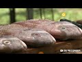 Maestros del asado Temporada 1- Pescados a la parrilla