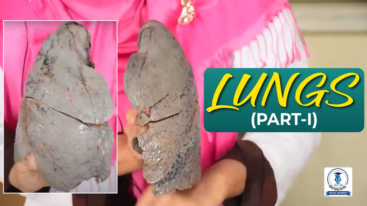 LUNGS | Part-01 | Viscera | Anatomy