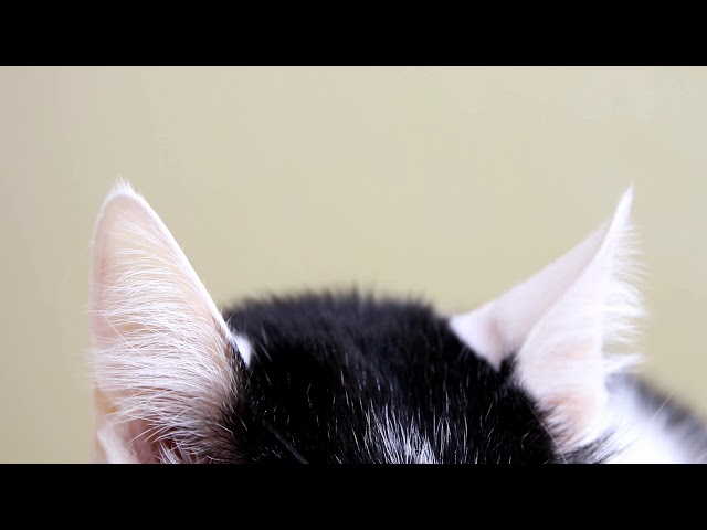 耳の日　猫耳　Cat ear