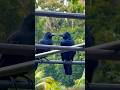 ഇണക്കത്തിലൊരു പിണക്കം ..! | Crows | Kerala | epfvlogs