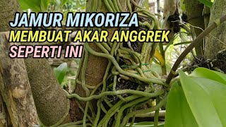 Jamur Mikoriza, Membuat Akar Anggrek Seperti Ini screenshot 5