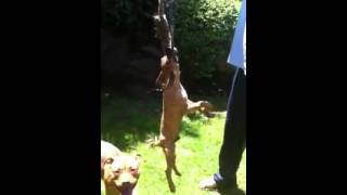 Tito Hijo De Perros Del Sur Chica X Cracker