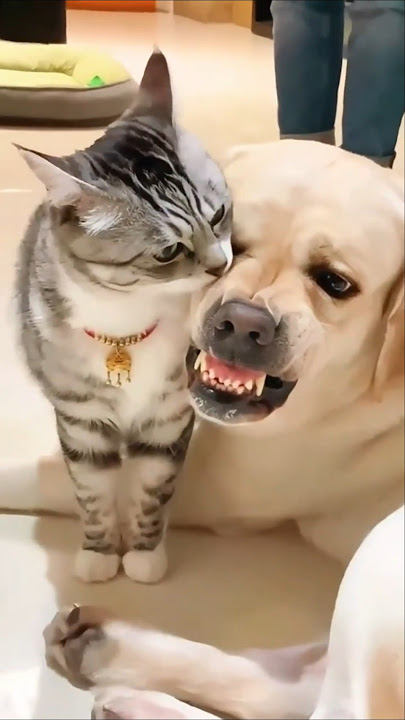 Anjing Lucu Takut Kucing 😱 | Reaksi Lucu #lucu #anjing #shorts