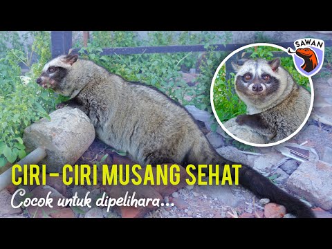 Video: Diet Musang Yang Sehat