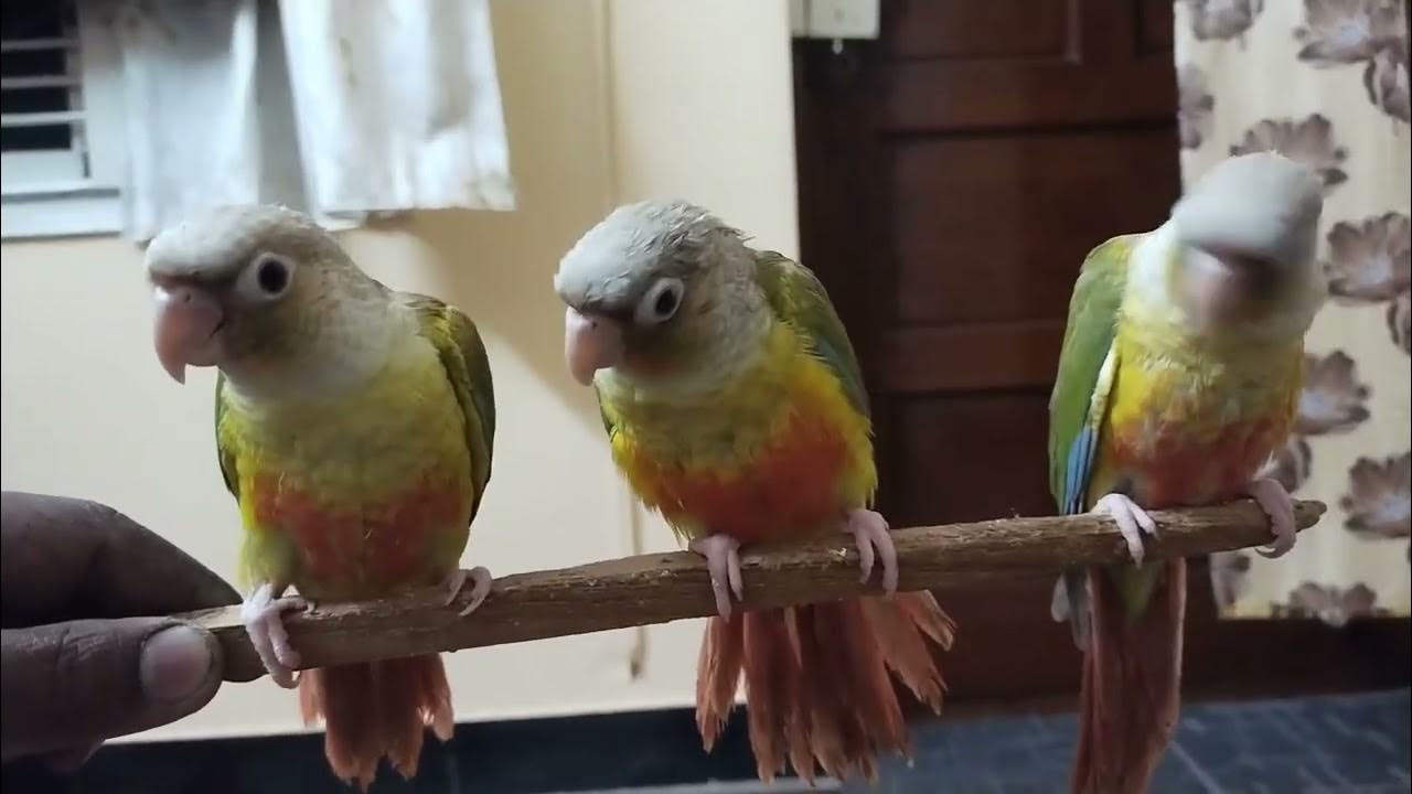 Pineapple conure red factor Hand Tamed self feeding location Bangalore 9844478626 YouTube