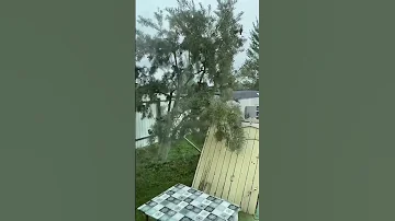 Уничтожение облепихи птицами