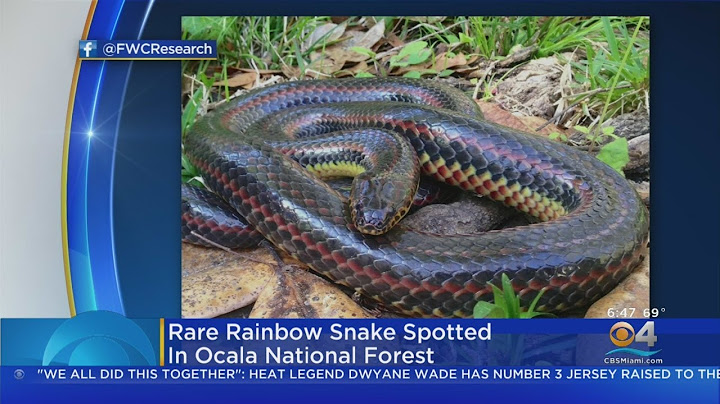 Rare Siting Of A Rainbow Snake At A Florida Park