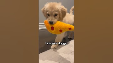 I am your doggy, you listen to me! 😏 #puppy #goldenretriever #dogs #puppies #dogshorts #dog