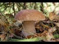 Грибы||Поход за грибами||белый,березовый,волнушка||октябрь 2017Hike for mushrooms