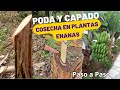 Poda y Capado para una cosecha en plantas enanas | proceso completo paso a paso